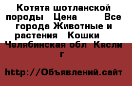 Котята шотланской породы › Цена ­ 40 - Все города Животные и растения » Кошки   . Челябинская обл.,Касли г.